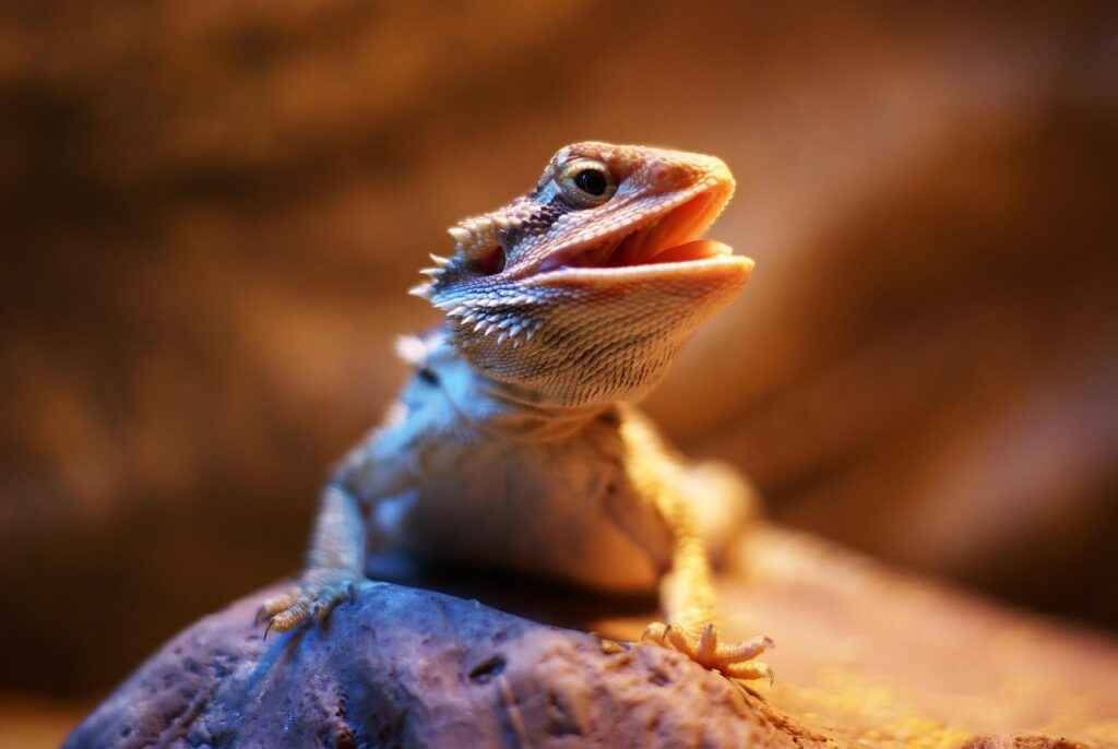 bearded dragon, dragon, lizard, reptile, exotic, lizards, bearded dragon, bearded dragon, bearded dragon, bearded dragon, bearded dragon