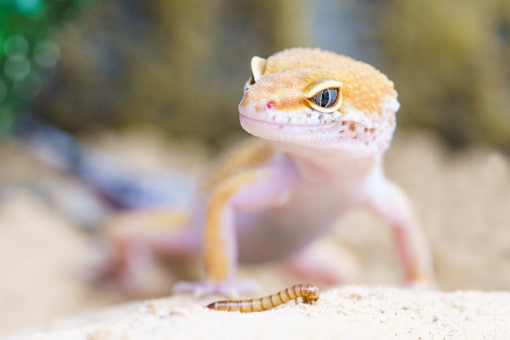 gecko-reptile-terrarium-lizard-407037 Bright and detailed close-up of a leopard gecko eyeing a mealworm outdoors.