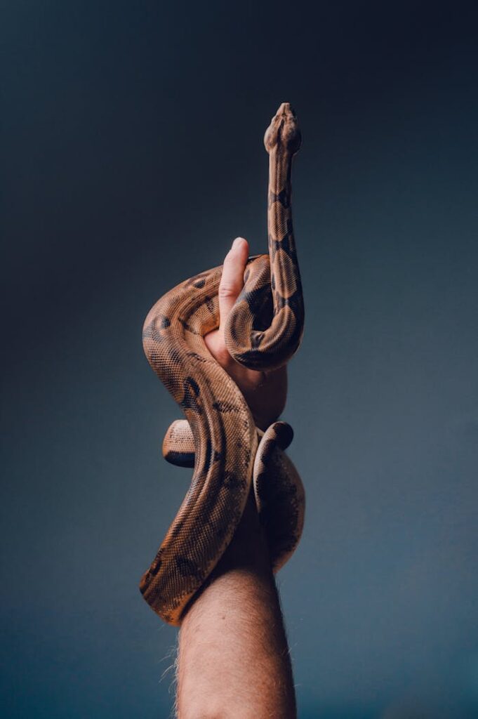 pexels-photo-11875578 A stunning close-up of a snake coiled around a human hand, showcasing its detailed scales and natural beauty.