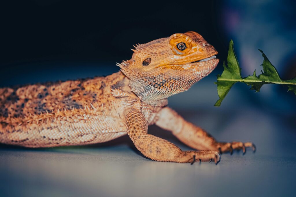 pexels-photo-12299691-12299691 Detailed image of a bearded dragon interacting with greenery.