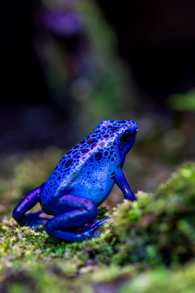 pexels-photo-19916216 Close-up of a vivid blue poison dart frog perched on moss, showcasing exotic wildlife beauty.