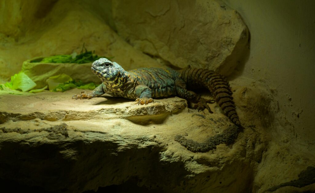 pexels-photo-20812722-20812722 An ornate mastigure lizard basking on rocks in a controlled habitat setting.