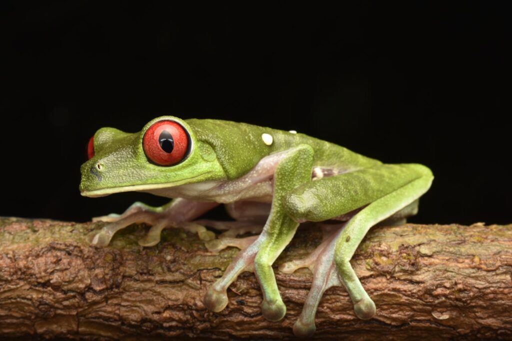 pexels-photo-23408578 Close-up of a vibrant red-eyed tree frog perched on a branch in natural surroundings