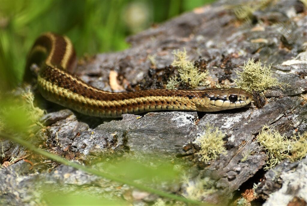garter snake, forest, macro, to crawl, reptile, usa, nature, line, striped, scaly, glittering, bark, terrarium animal, washington, pacific coast, walk, somatolyse, garter snake, garter snake, garter snake, garter snake, garter snake