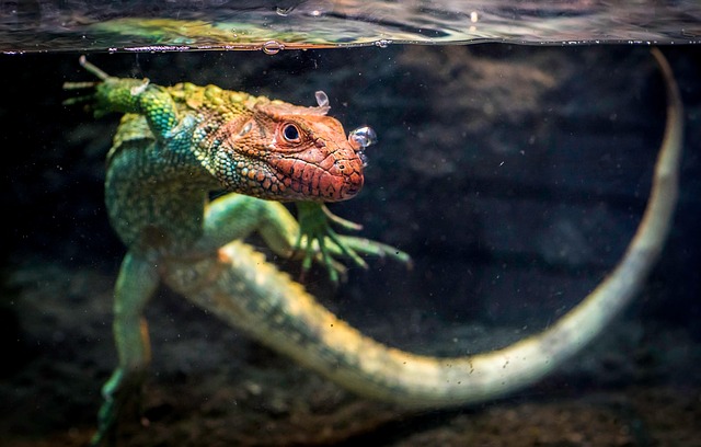 caiman lizard, nature, lizard, reptile, animal, tank, pet