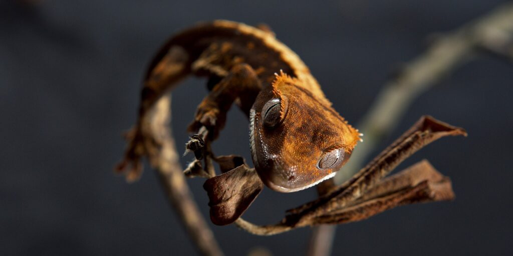 gecko, lizard, reptile, wildlife, macro, species, gecko, gecko, gecko, gecko, gecko