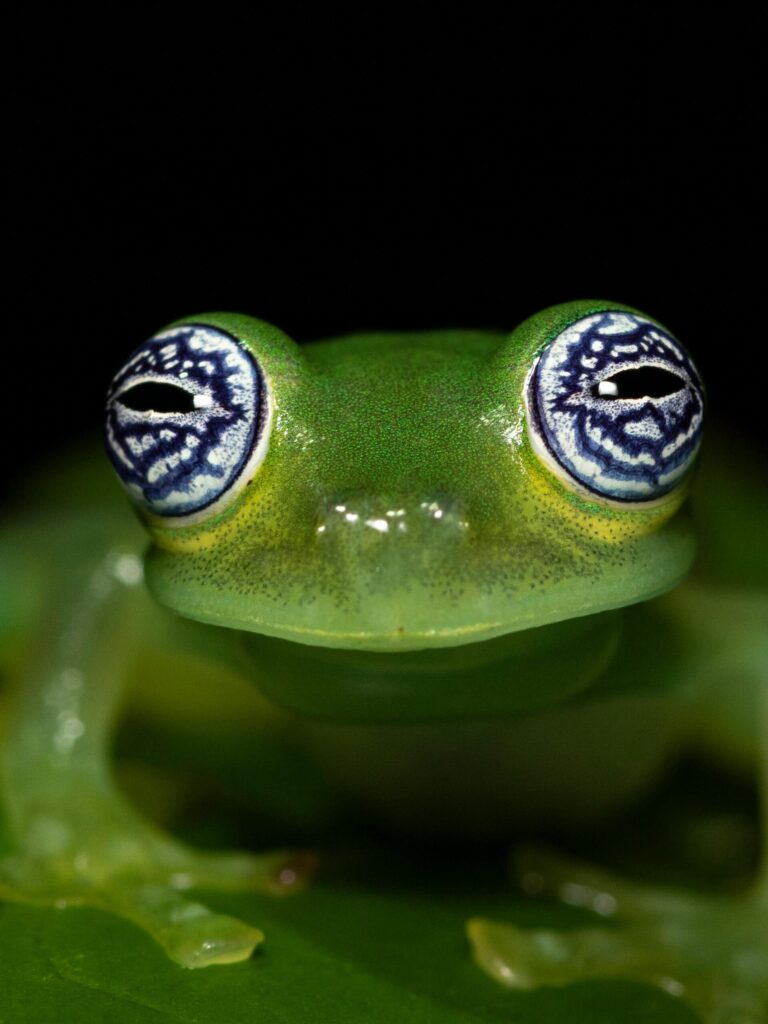 pexels-photo-16672280-16672280 Vertical close-up of a Costa Rican glass frog highlighting its vibrant, striking eyes against a black background.