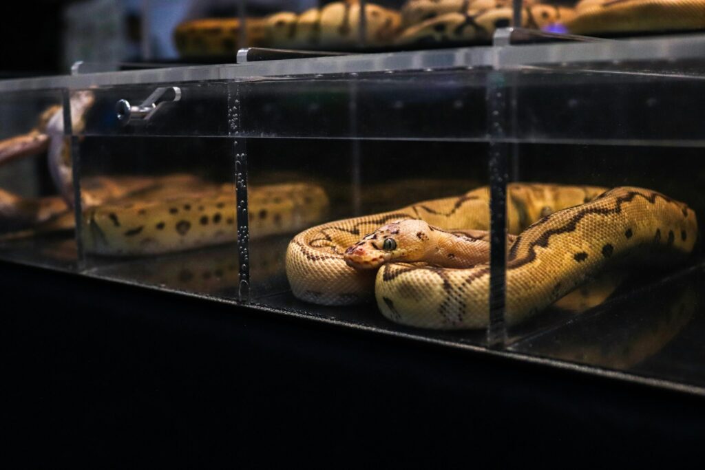 Close-up of a python in a glass box at an Indianapolis exhibition, showcasing its unique patterns.