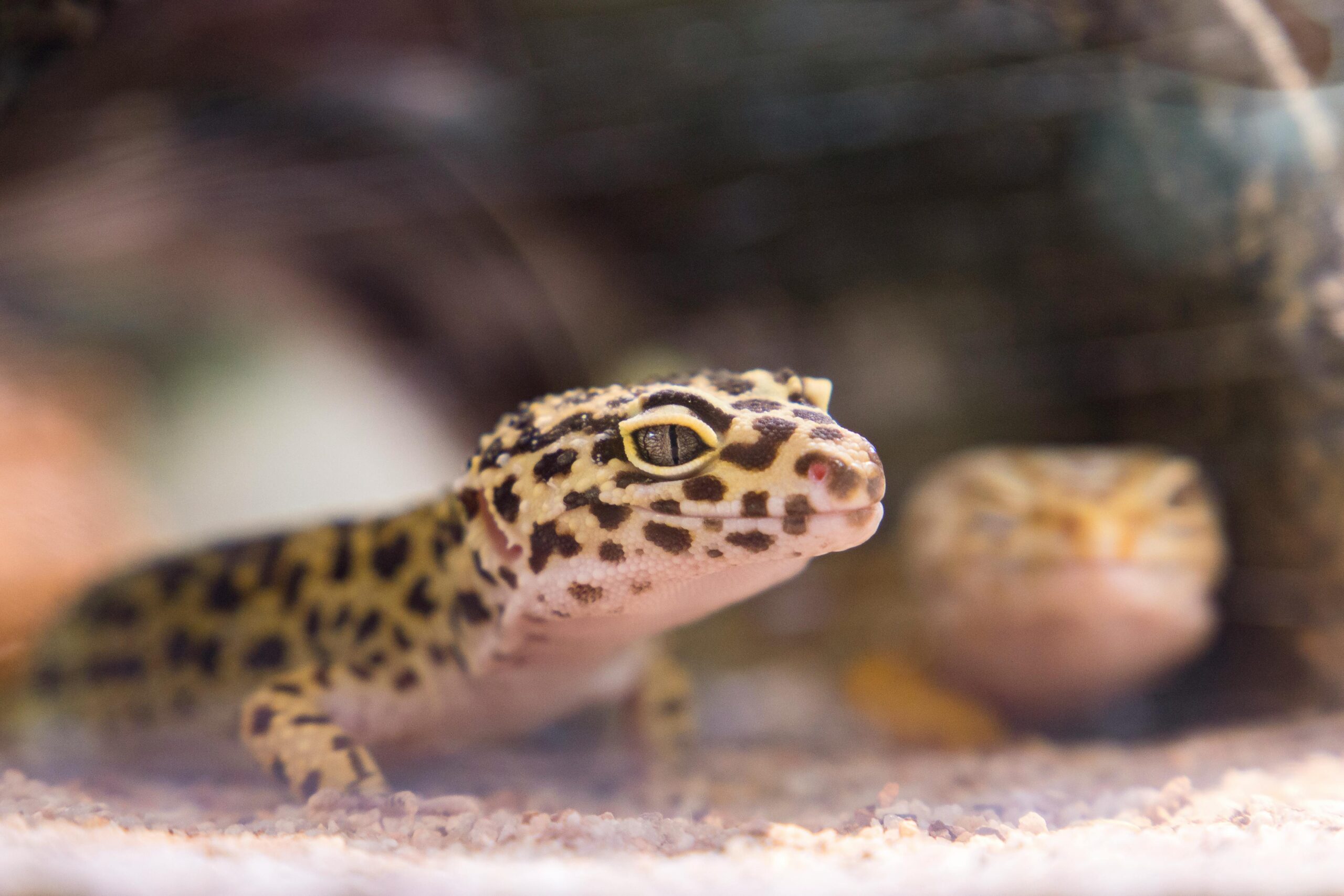 Close-up shot of a leopard gecko (Eublepharis macularius) inside its terrarium, showcasing its distinct markings.
