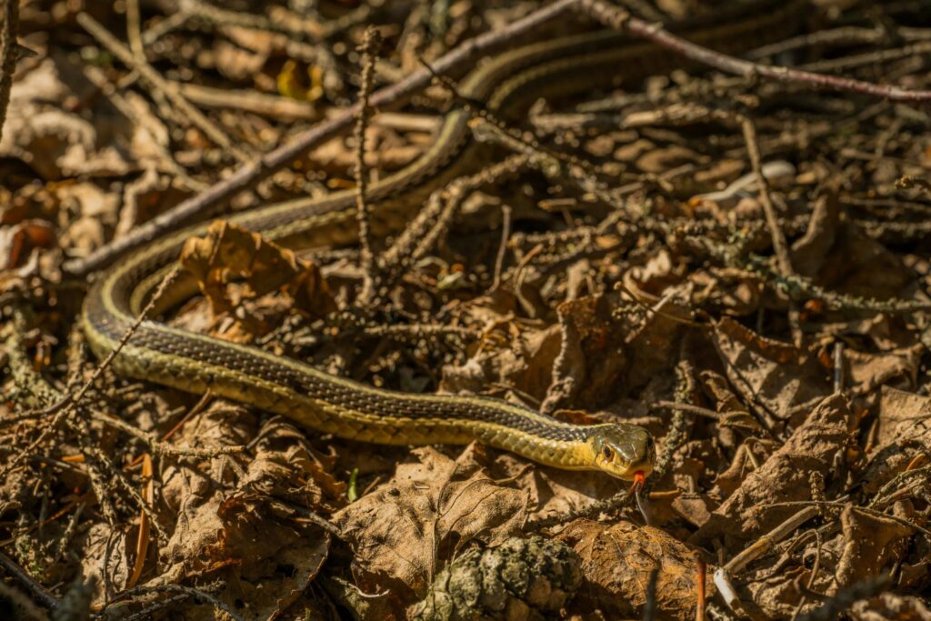 Close-up of a garter snake camouflaging among dry leaves outdoors.