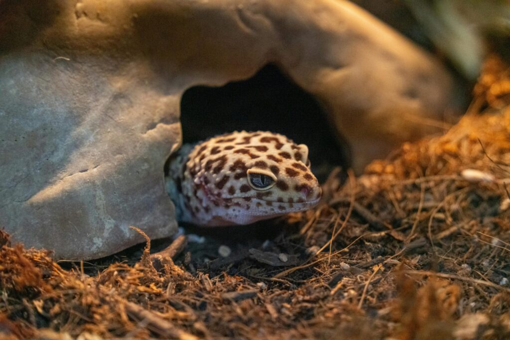 Close-up of a leopard gecko partially in its burrow, showcasing its natural environment.