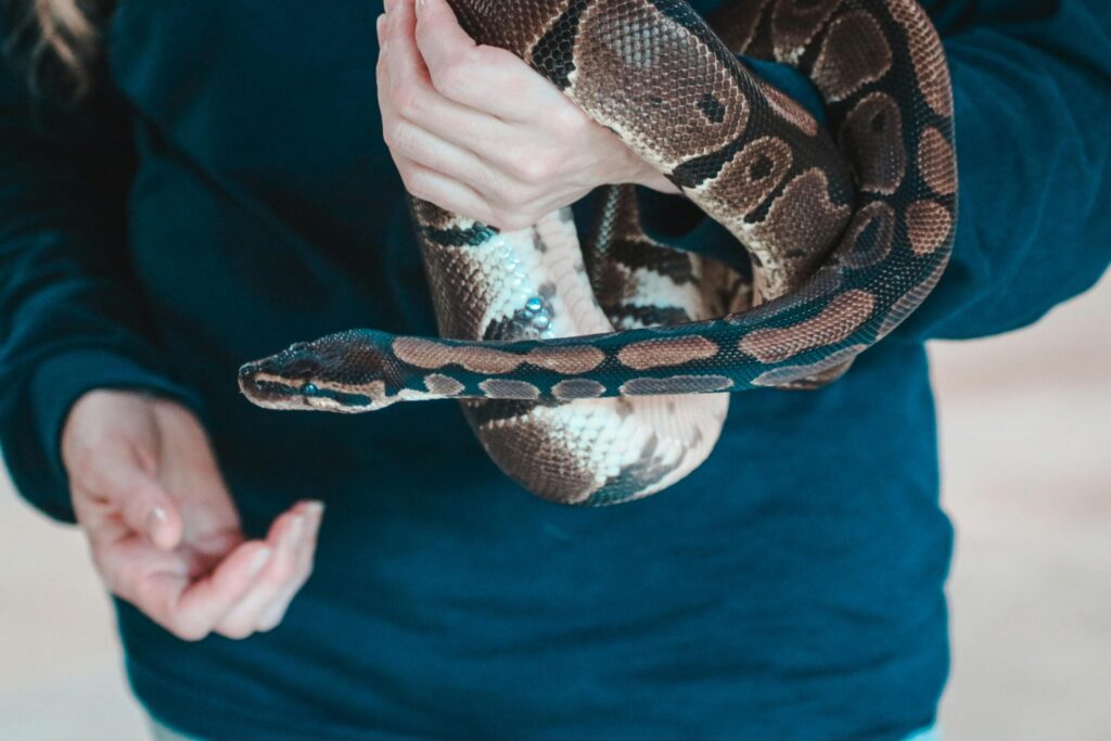 A close-up of a python snake being gently held by a person indoors.