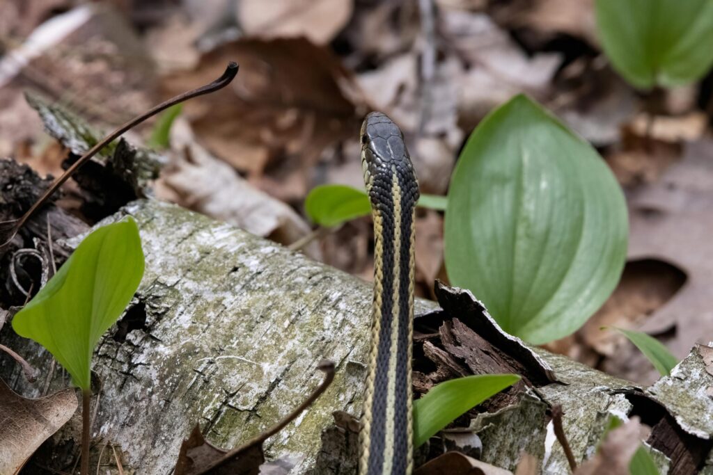 Free stock photo of nature, outdoors, reptile