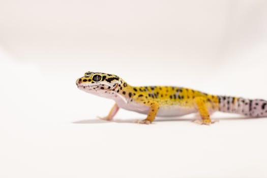 A detailed image capturing a leopard gecko against a plain white background, showcasing its vivid colors.