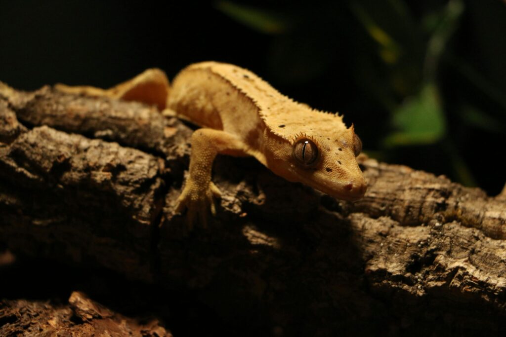 Detailed shot of a crested gecko resting on a log, captured in low light.