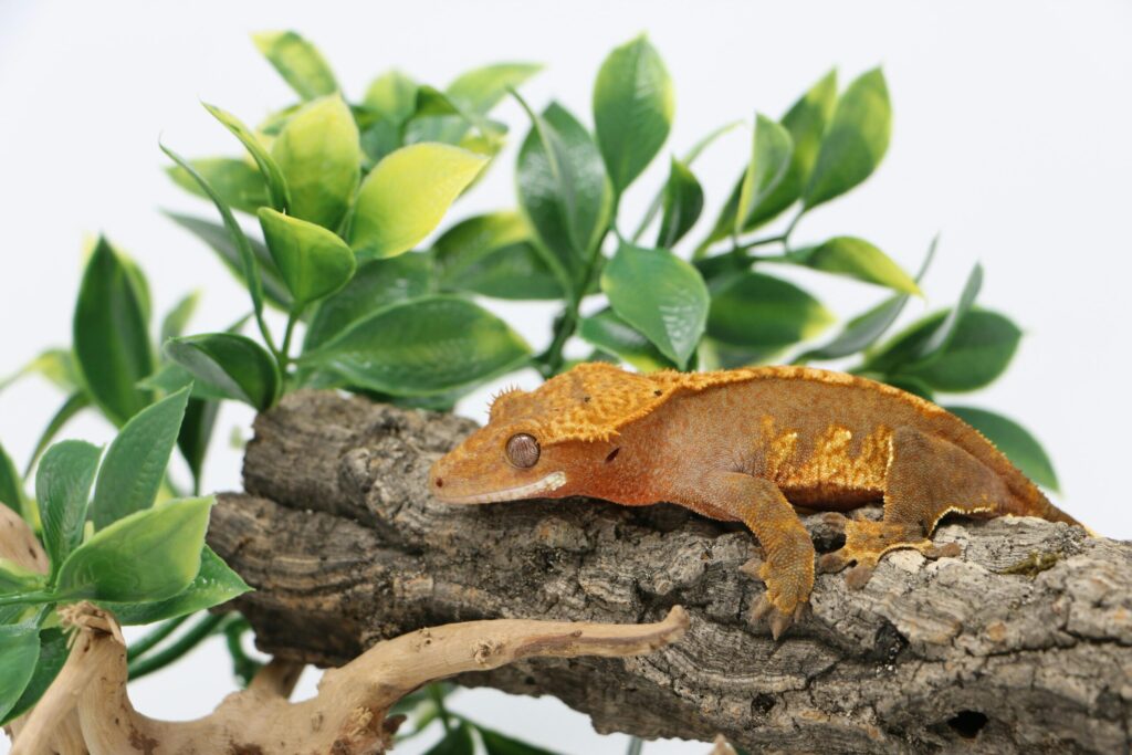 pexels-photo-8257566-8257566 Close-up of a crested gecko resting on a branch surrounded by green foliage.