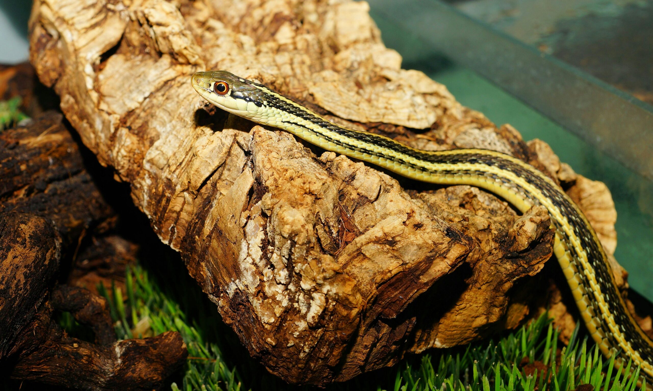 Vibrant close-up of a garter snake resting on a log in its natural environment.