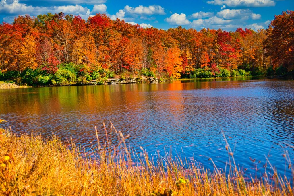 fall, color, foliage, water, lake, nature, west virginia, travel, trees, leaves