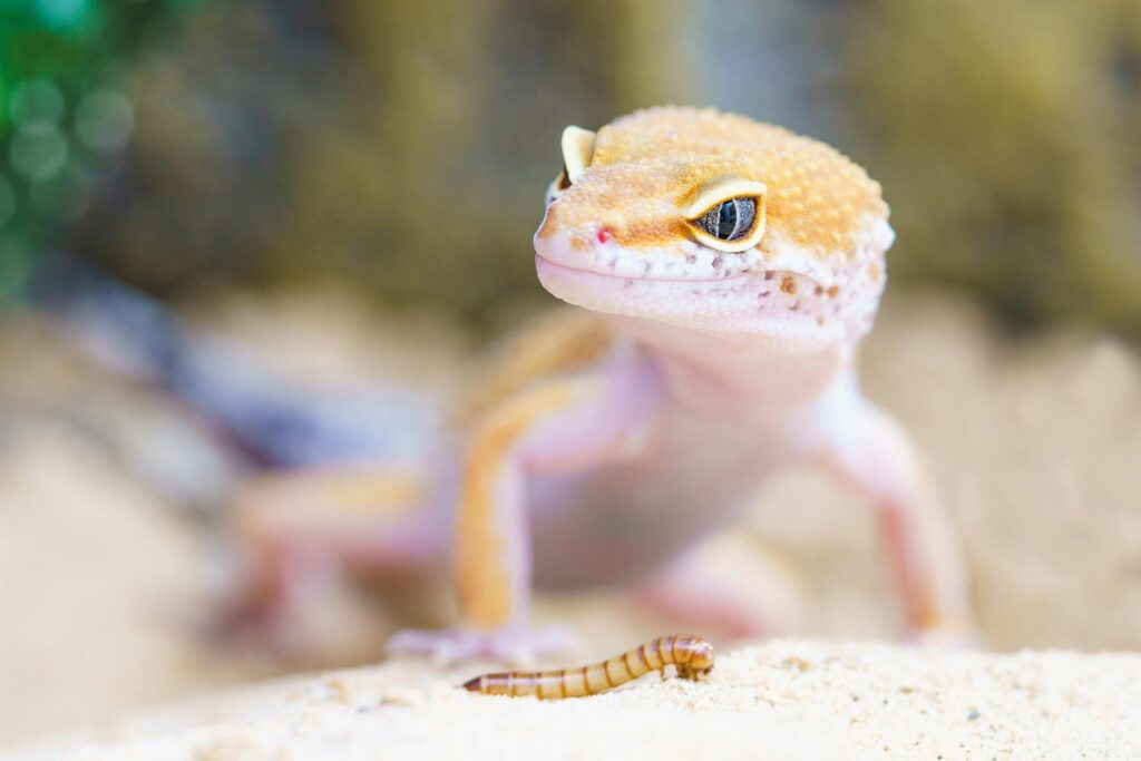 gecko-reptile-terrarium-lizard-407037-407037 Bright and detailed close-up of a leopard gecko eyeing a mealworm outdoors.