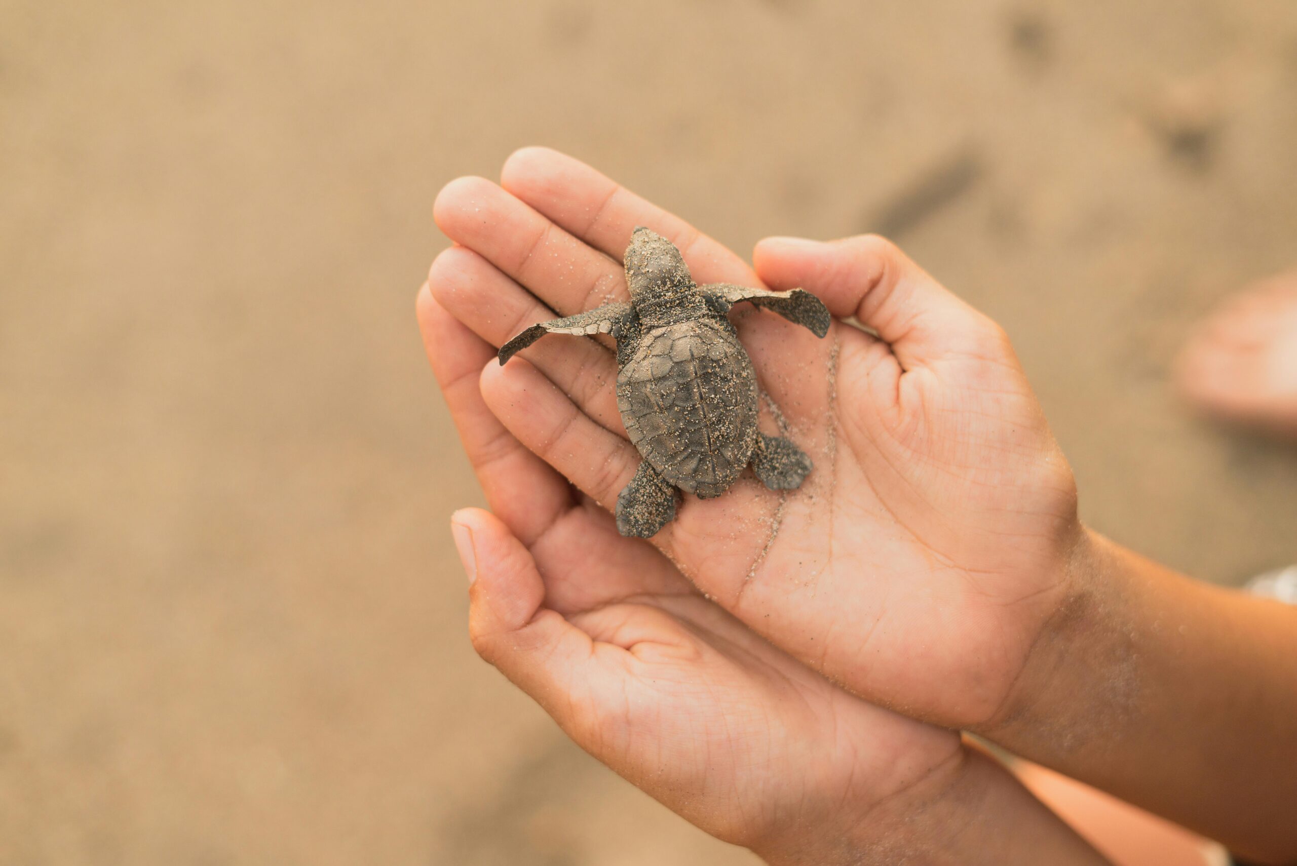 Ethical Pet Ownership A vulnerable baby sea turtle being gently held by human hands on a sandy beach, showcasing nature's delicate beauty.