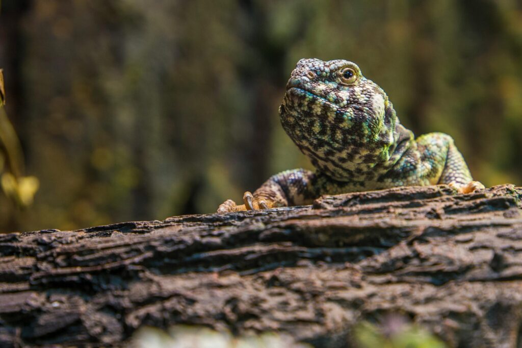 pexels-photo-2078809-2078809 A detailed close-up of a lizard resting on a tree log in its natural habitat, showcasing scales and texture.