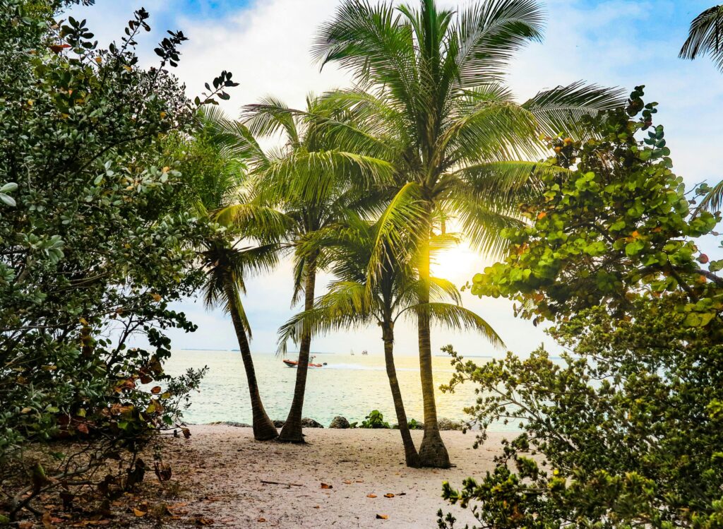 pexels-photo-2225499-2225499 Embrace the serenity of a tropical sunset with palm trees along the Key West shore.
