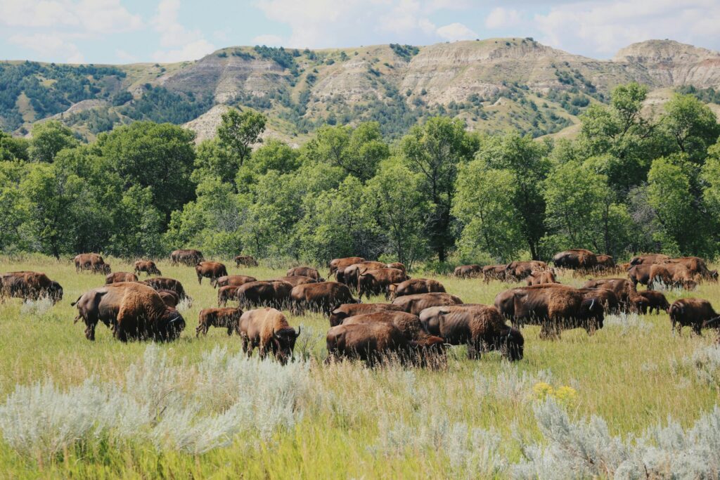 Bison grazing in Theodore Roosevelt National Park, North Dakota, with scenic landscape and mountains.