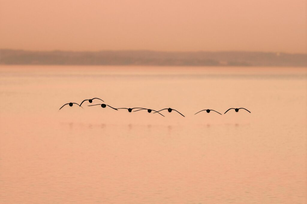 pexels-photo-31775392-31775392 A serene view of Brant Geese flying low over the water at dawn in Stamford, Connecticut.
