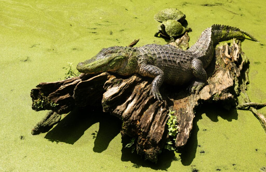 Free stock photo of alligator, animal, zoo