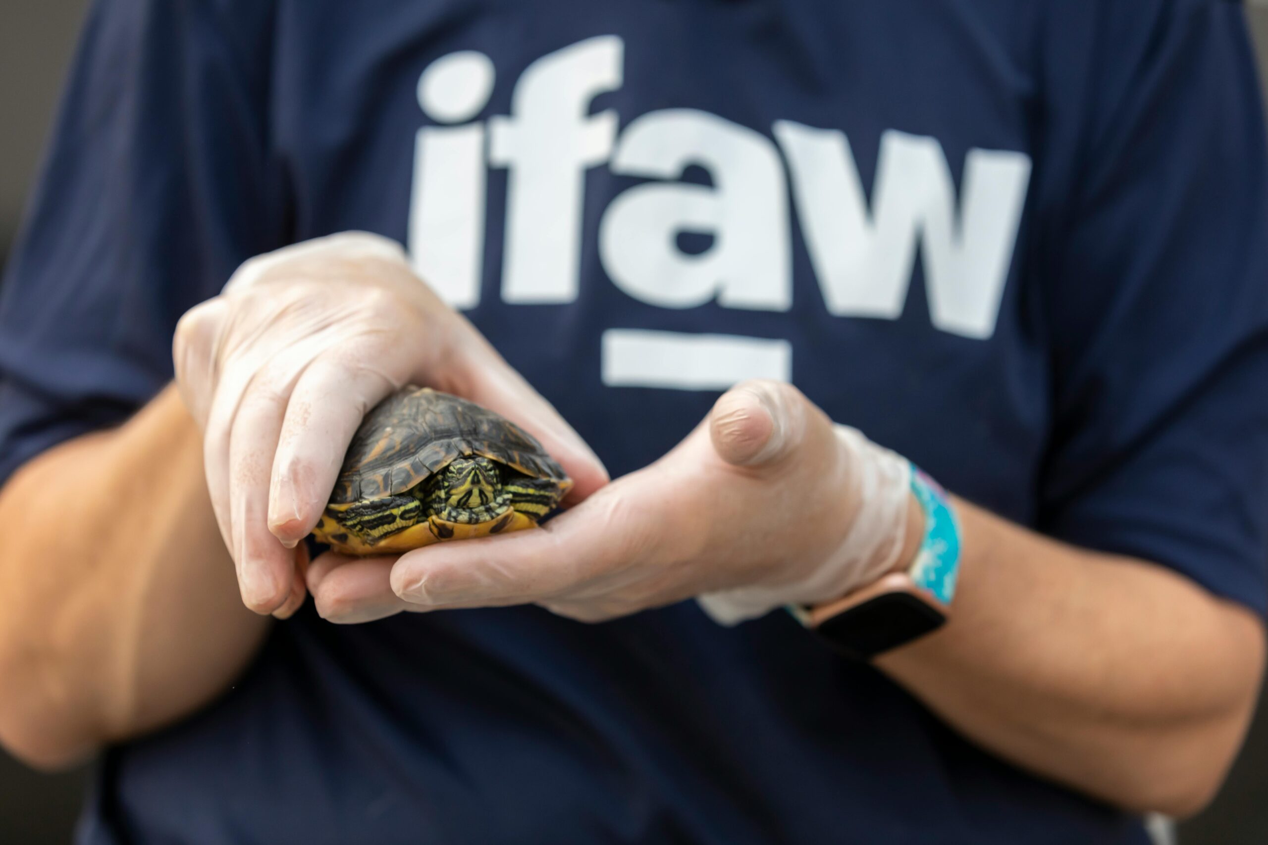 Reptile Rescue: Close-up of a veterinarian holding a turtle at a rescue center, showcasing care and wildlife protection.