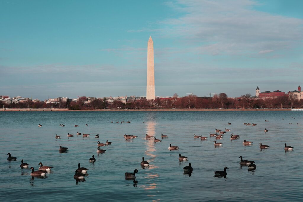 pexels-photo-739047-739047 Peaceful scene of ducks swimming in front of the Washington Monument on a clear day.