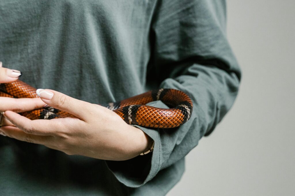 pexels-photo-8458967-8458967 A person gently holding a vibrant snake, showcasing reptile's intricate patterns.