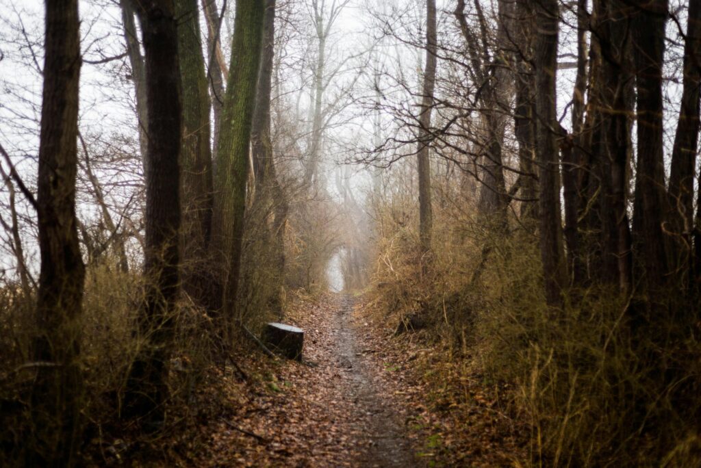 pexels-photo-891412-891412 A misty pathway through a quiet forest in Houston, DE, USA, during fall.