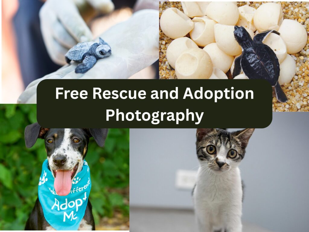 Free Rescue and Adoption Photography (1)
