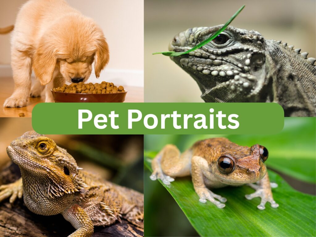 Pet Portraits Services: Pet Portraits