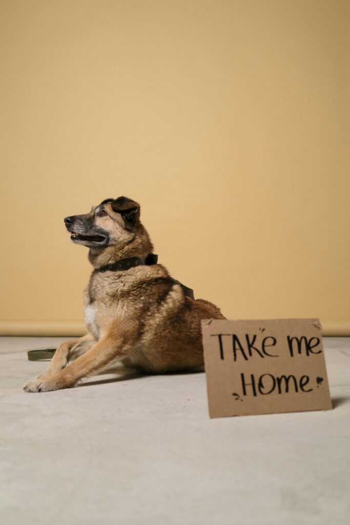 pexels-photo-6568948-6568948-1 A hopeful dog beside a 'Take Me Home' adoption sign in a studio setting.
