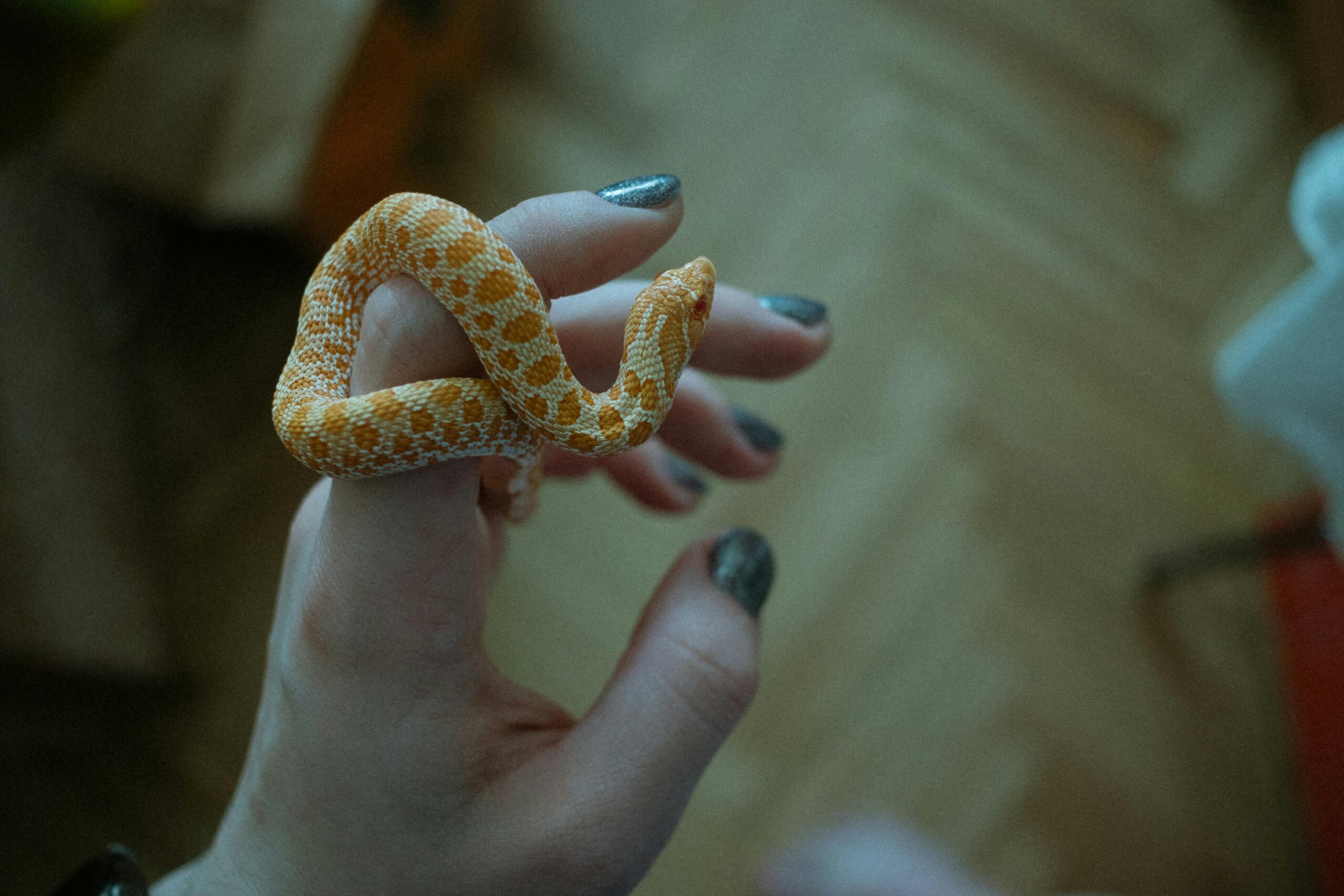 Close-up of an orange snake wrapped around a woman's hand with glittery nails indoors.